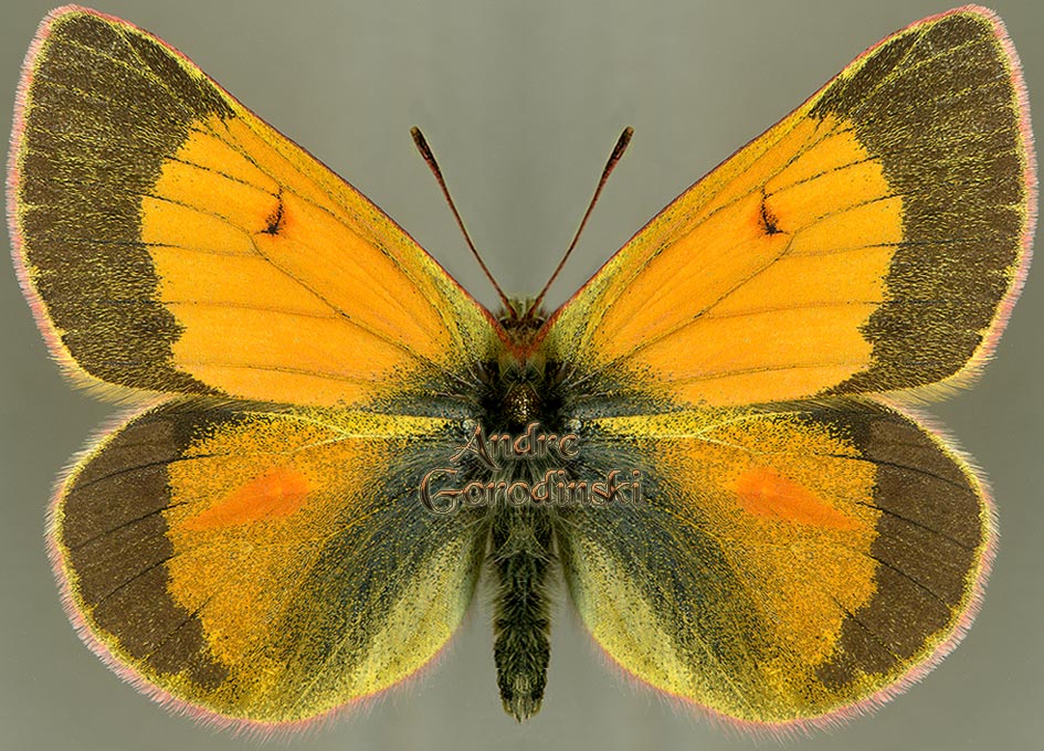 http://www.gorodinski.ru/pieridae/Colias stoliczkana  m.jpg